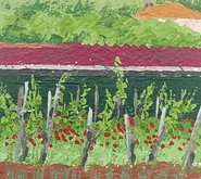 Red poppies
