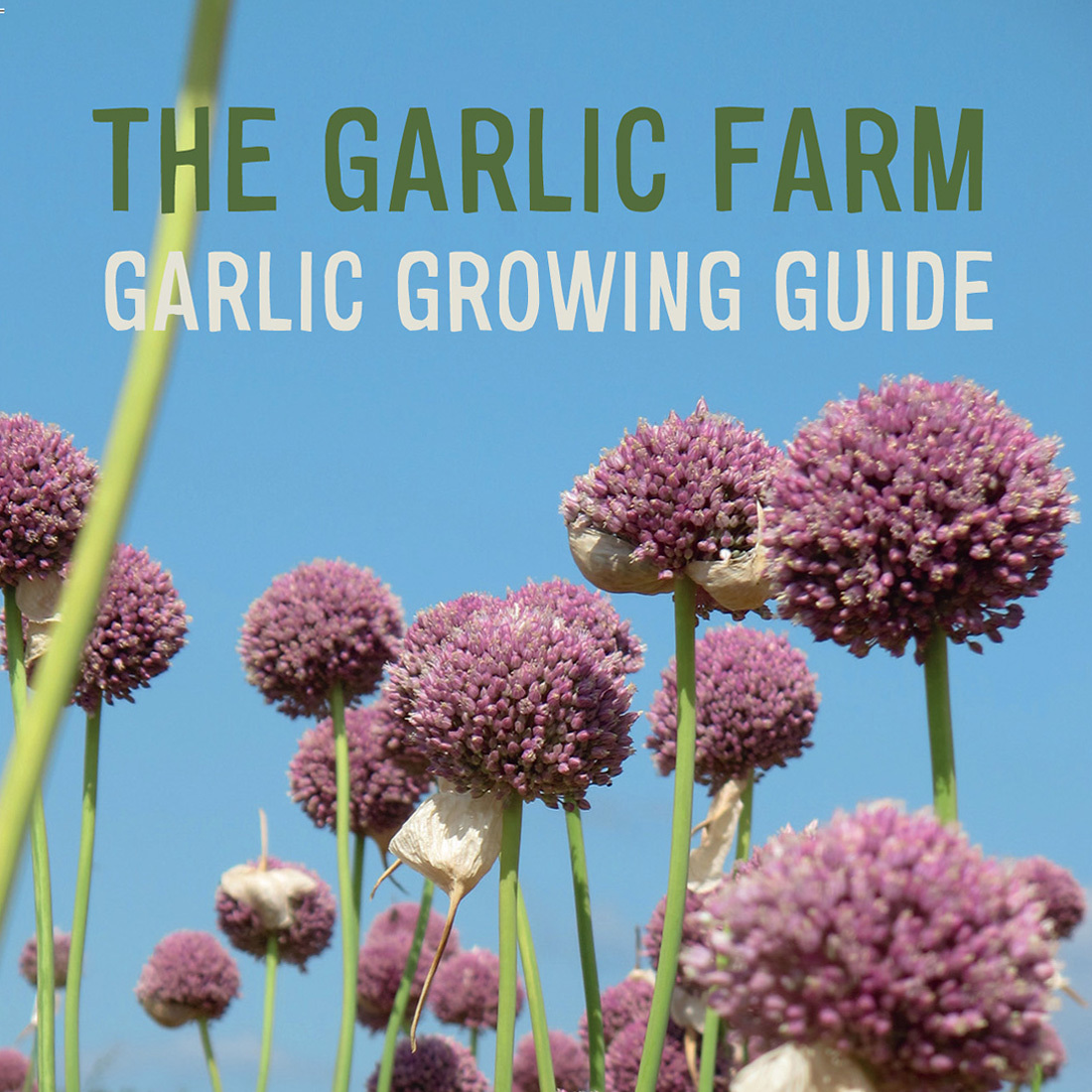 guide to growing garlic
