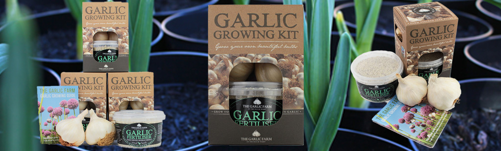 Garlic growing kit