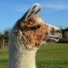 Llama1.jpg