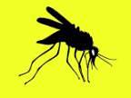 Mosquito Cruising Logo