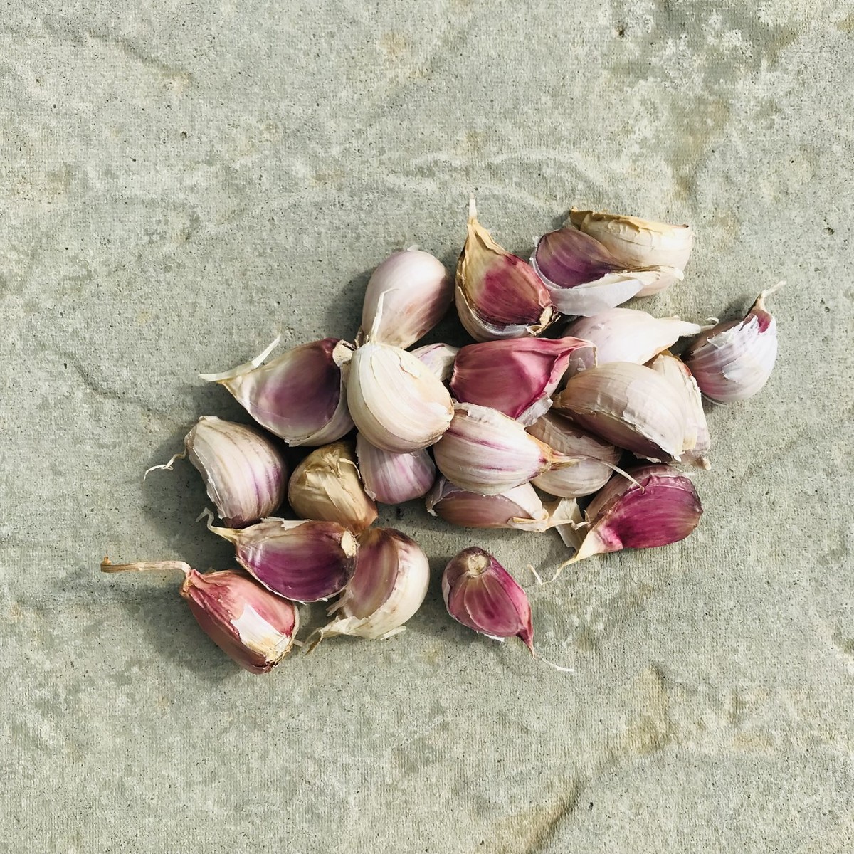 Lubasha wight seed garlic