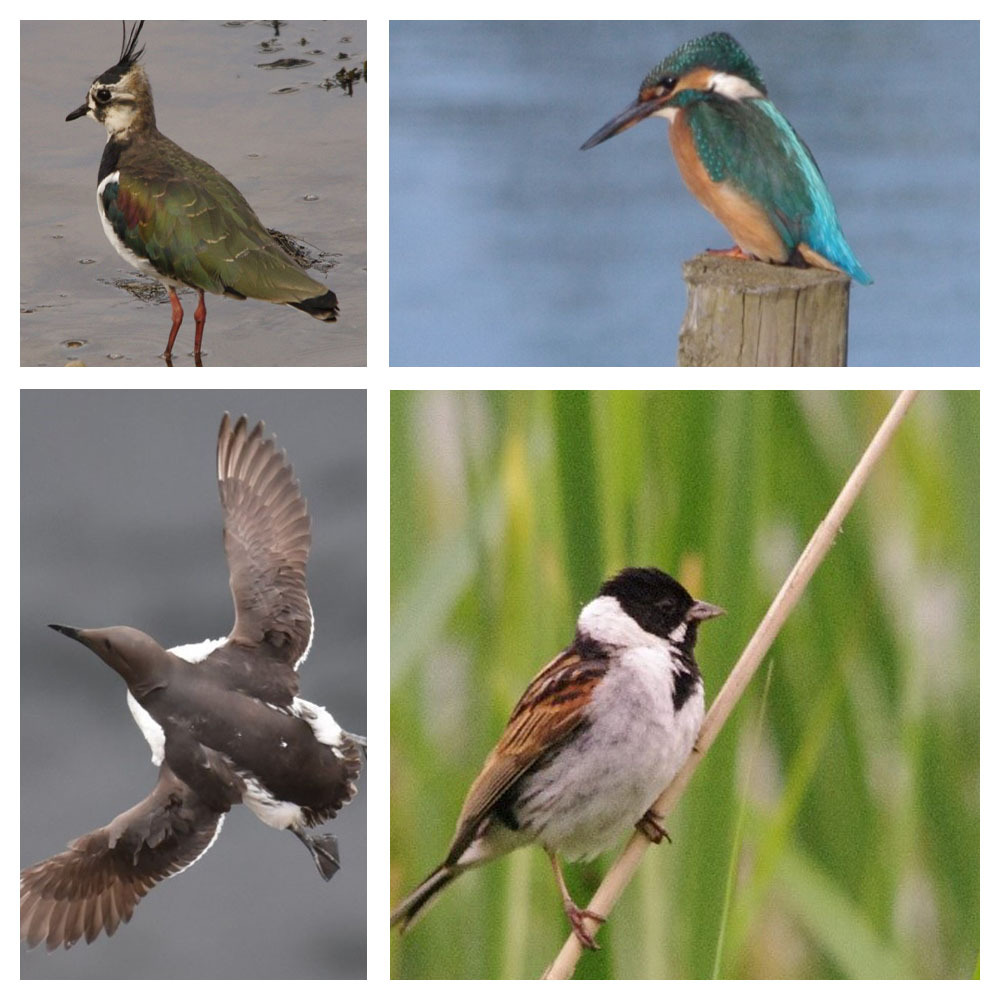 Spring birds Spring birds